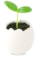 egg